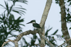 Amazon Kingfisher